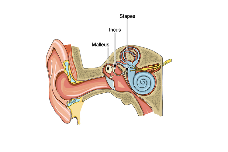 Diagram of the ear showing the malleus, incus and stapes bones (smallest bones in the body)
